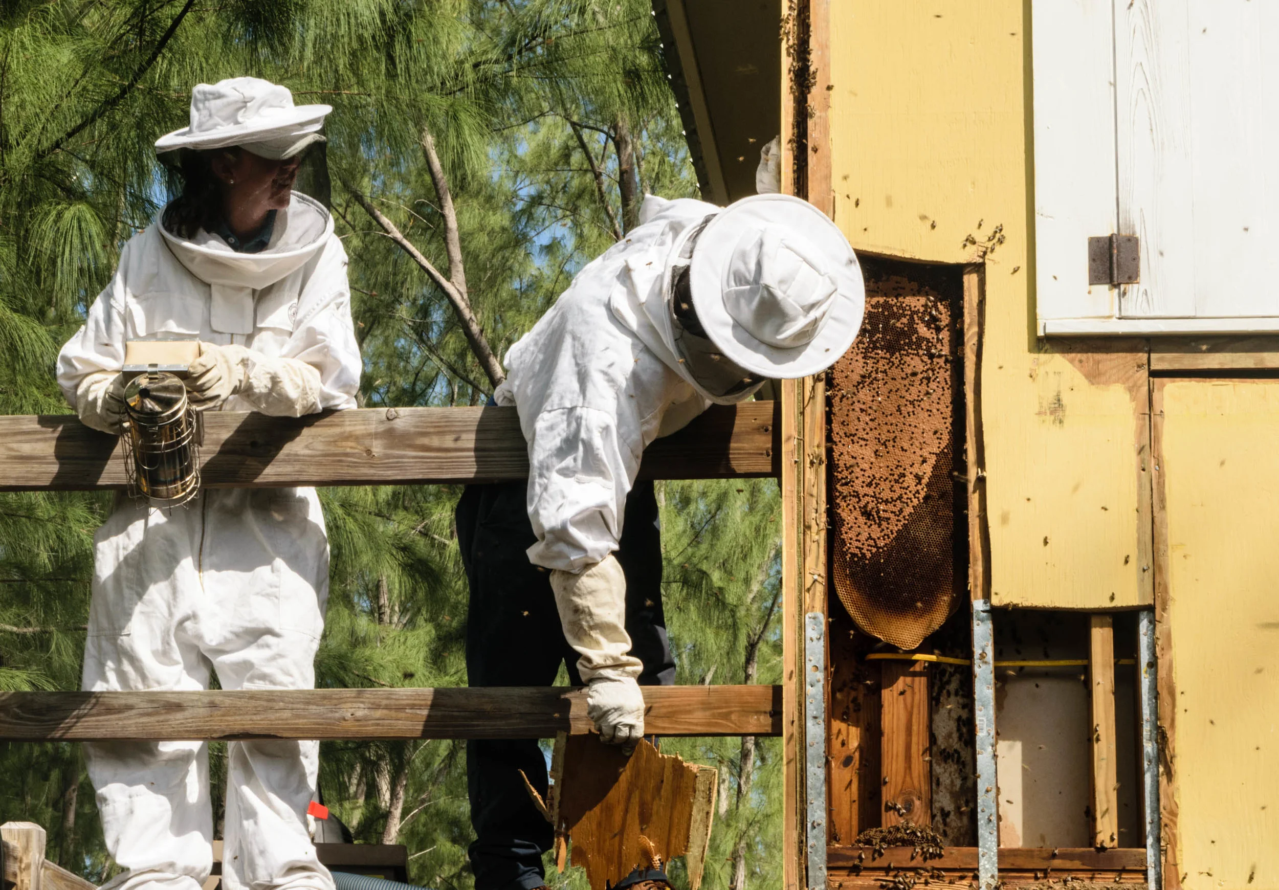 How to Help the Bee Population in Your Own Garden - The Island School