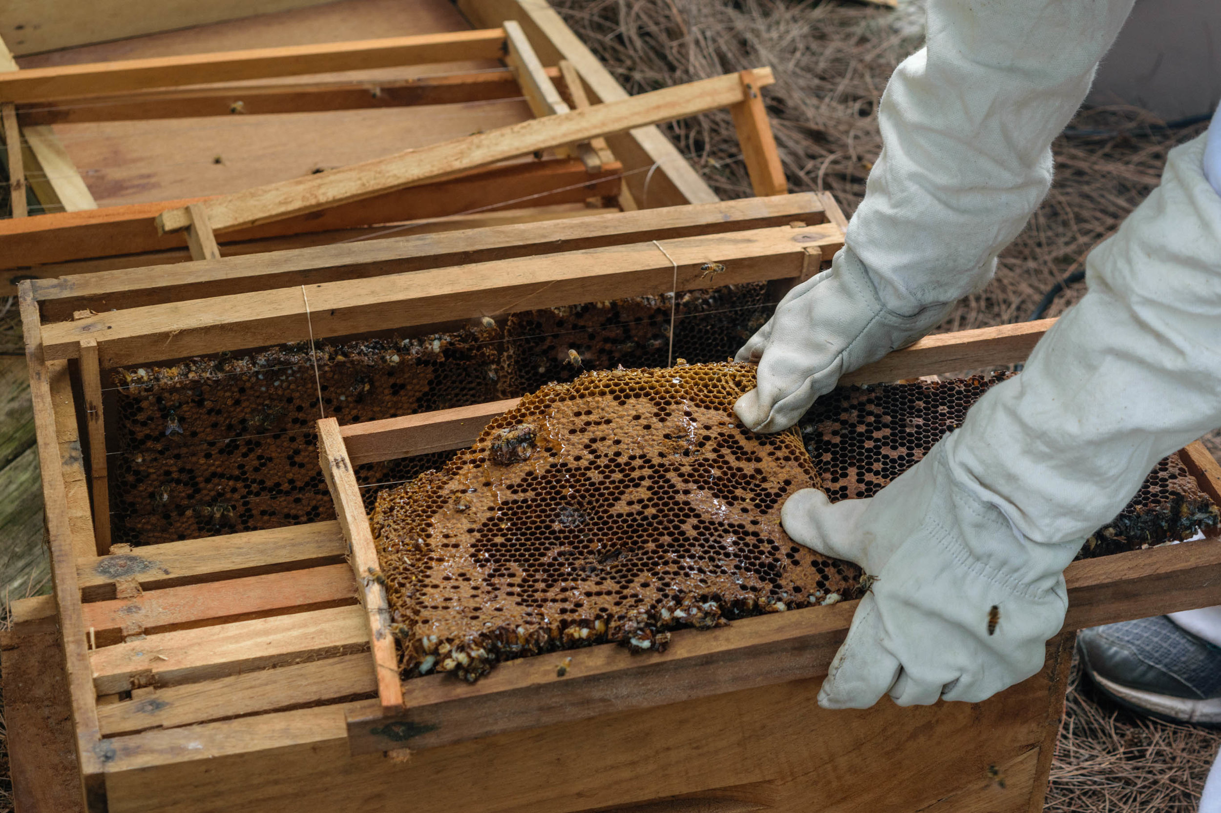 How to Help the Bee Population in Your Own Garden - The Island School