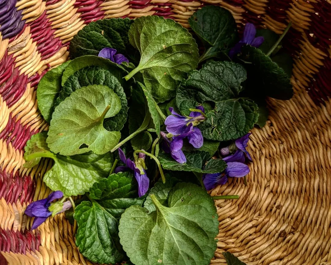 This sweet violet plant and her blooms are “enough” just as they are. No need to refine them into a potent state that makes her risky to work with.