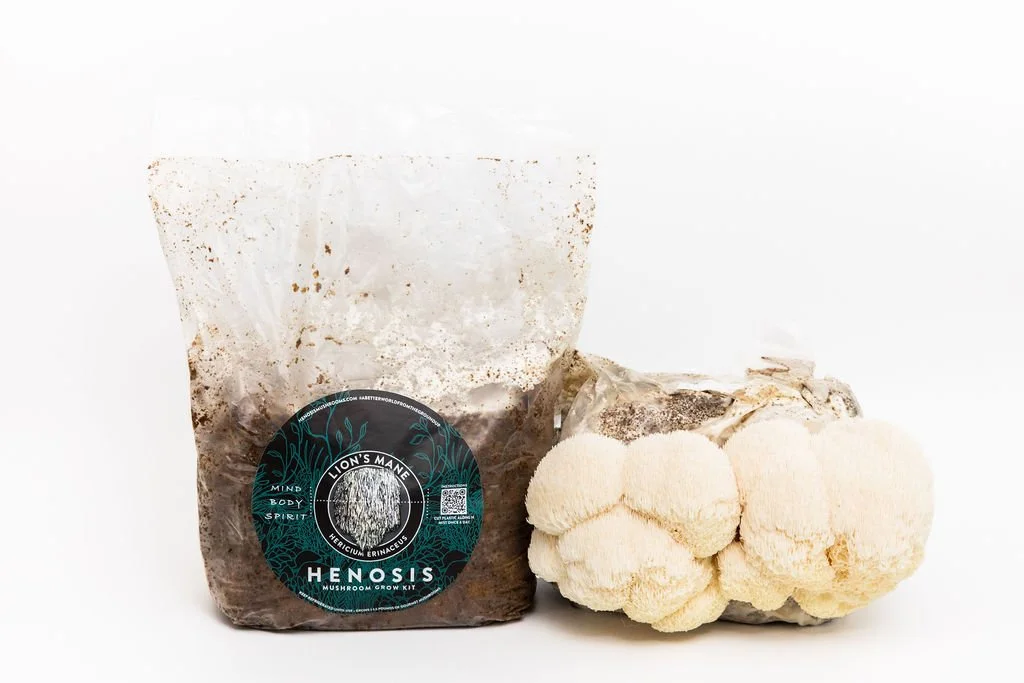 Lion's Mane Mushroom Grow Kit (Hericium Erinaceus) — Henosis