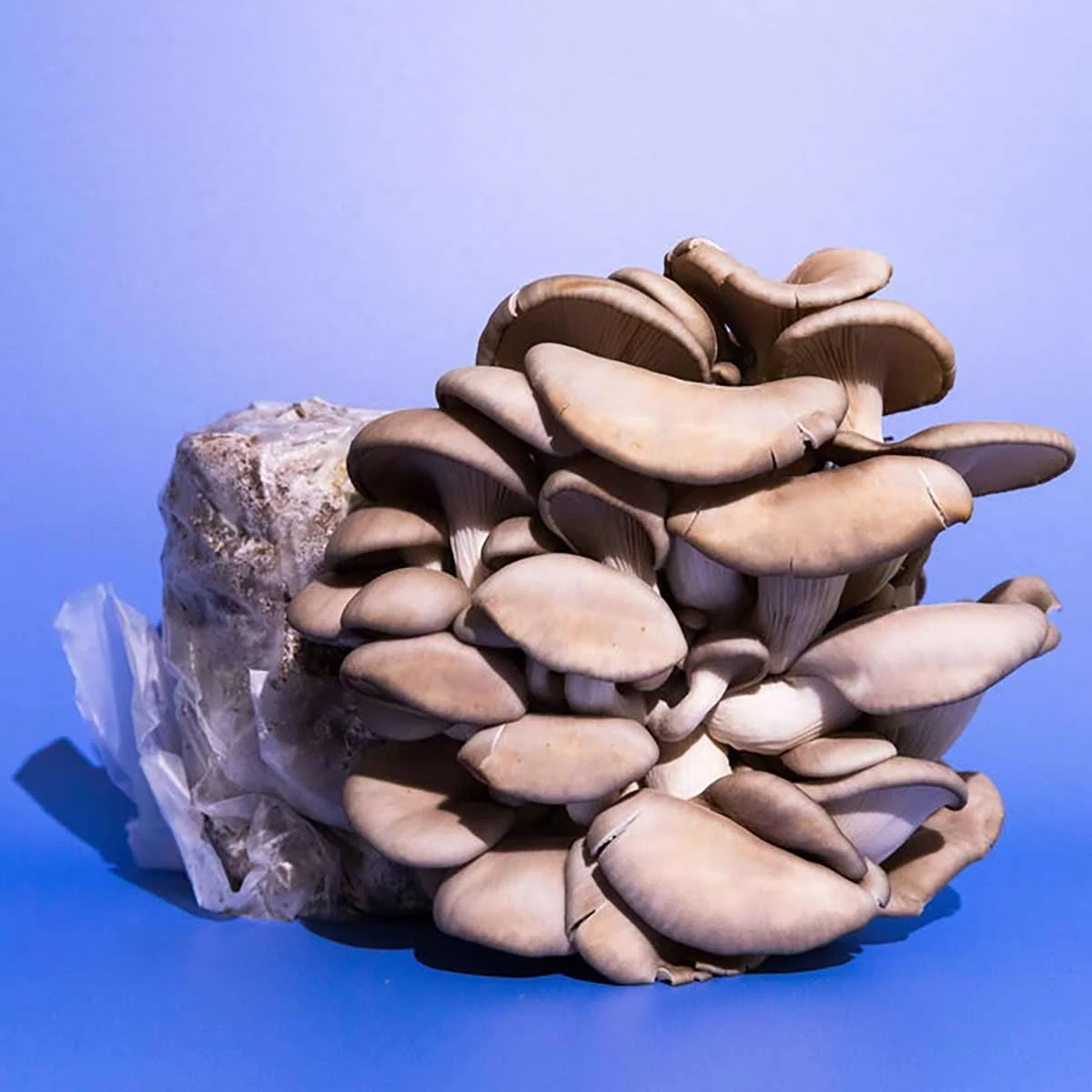 Blue Oyster Mushroom Grow Kit (Ostreatus Columbinus) — Henosis