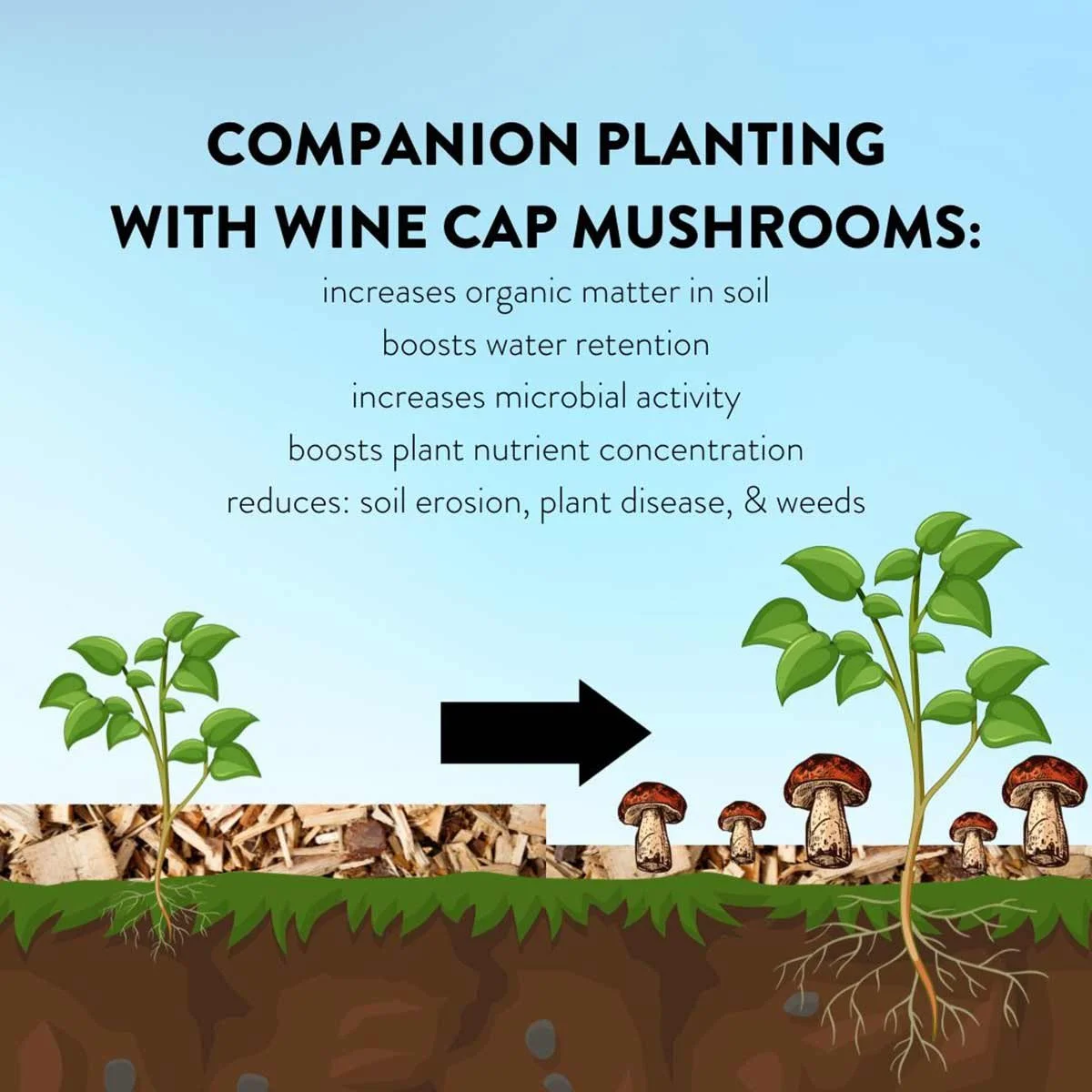 Wine Cap Mushroom Spawn Stropharia Rugosoannulata — Henosis