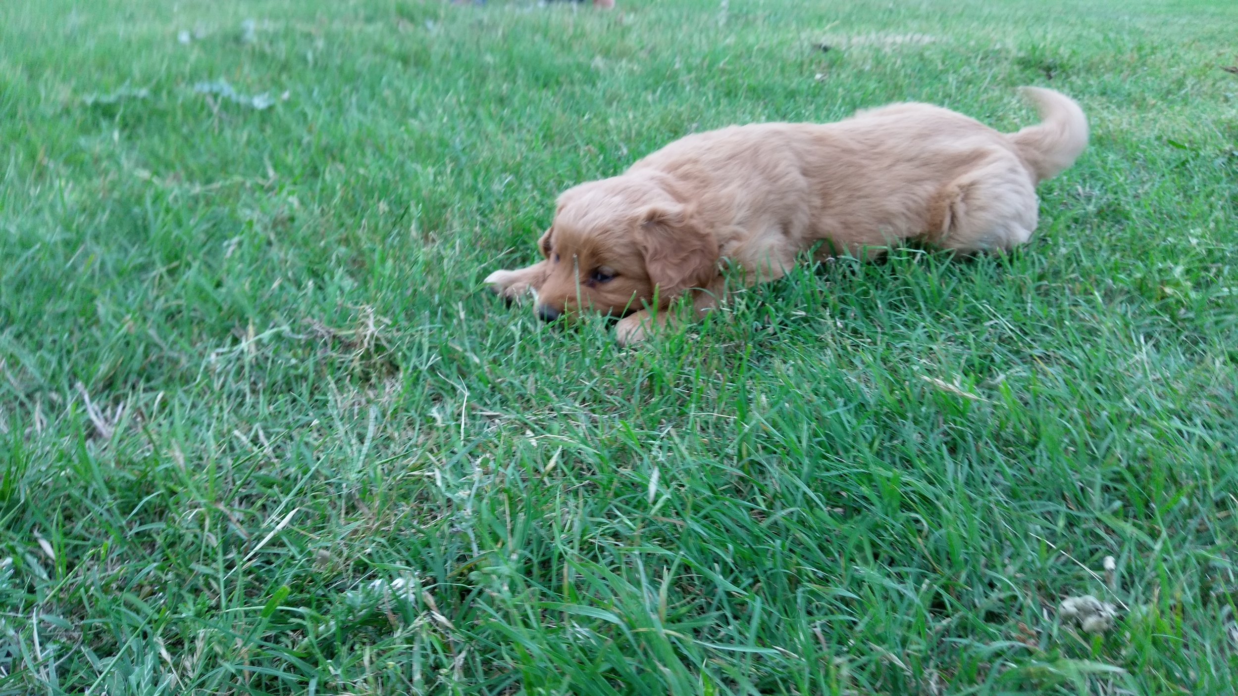 About Us — Victory Hill Ranch