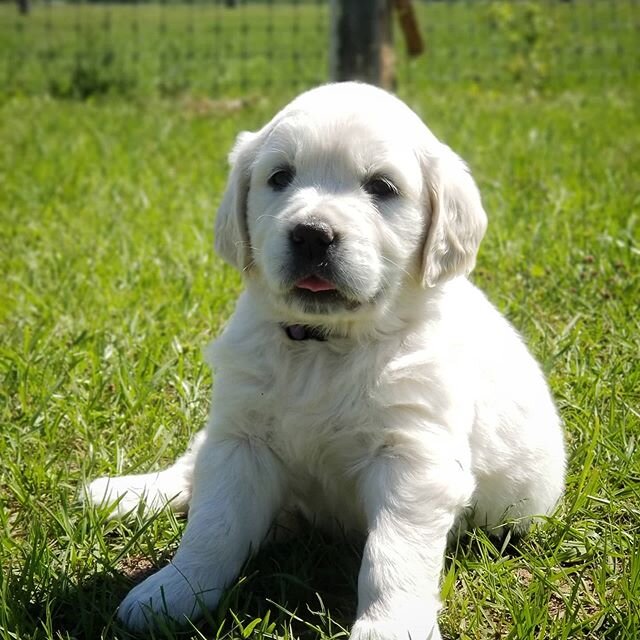 I have been posting an individual picture of each of our 14 puppies in our stories at least once a week so that everyone can see how fast they grow 💜
However, all of them are spoken for and will be going to their new homes in the next few weeks. 
Th