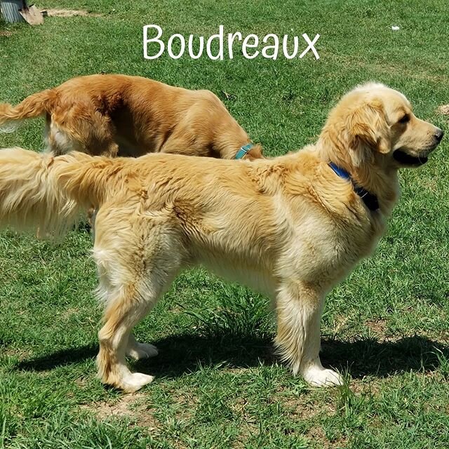 Boudreaux is the sire of most of our litters