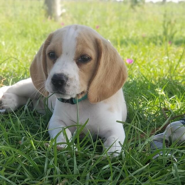 Meet Nina!
Nina is a 8 week old beagle that just joined the Victory Hill Ranch pack ❤