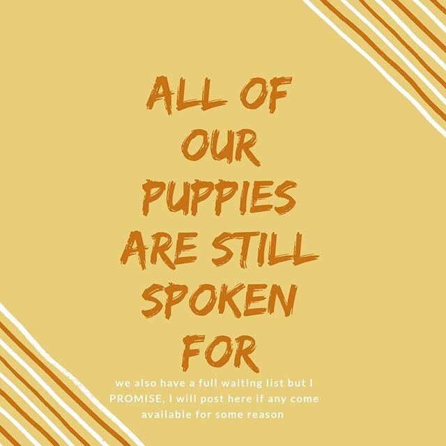 I am so excited that everyone loves our Victory Hill Ranch puppies! But right now (and at least for the next 5 months) we do not have any available ☹
 I have been posting pictures and videos in our stories just so y'all can keep up with us, but all o