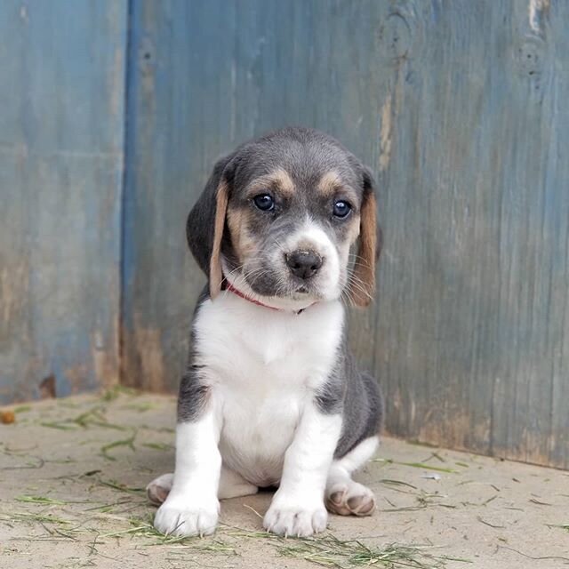 Daisy's litter will be 6 weeks old tomorrow 💜

All of these babies are spoken for as well.