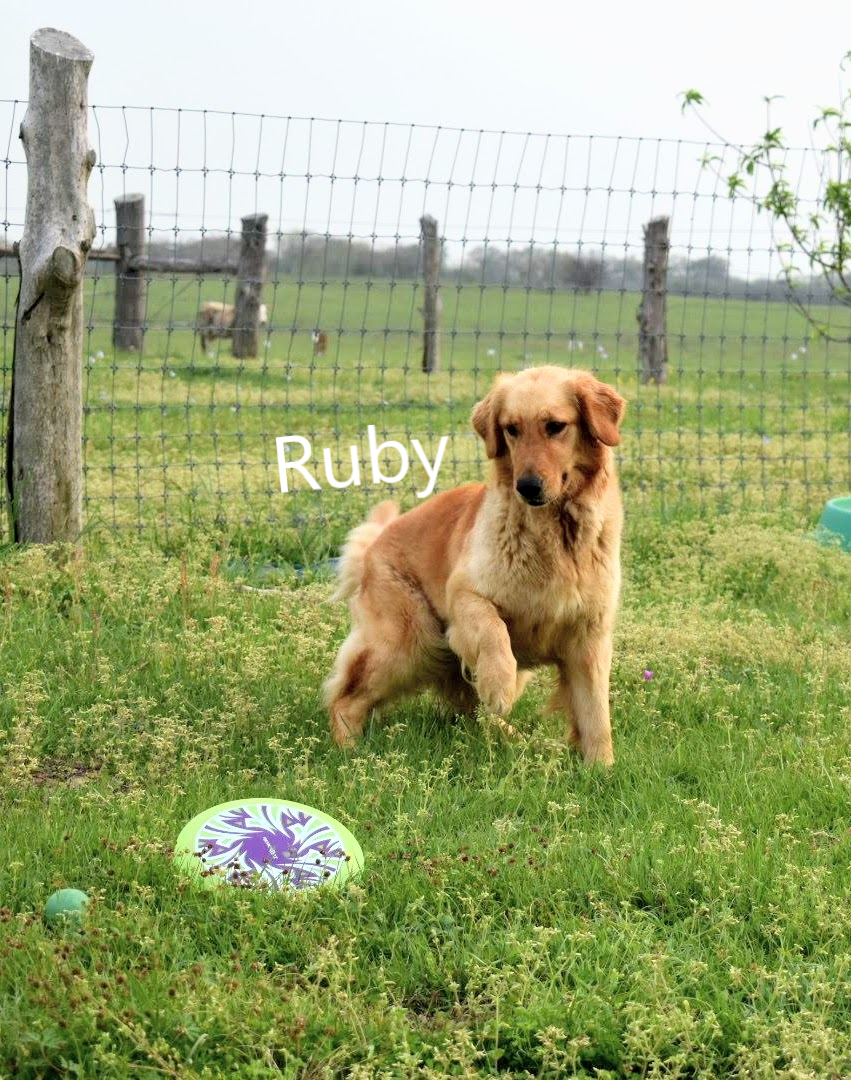 Ruby2.png