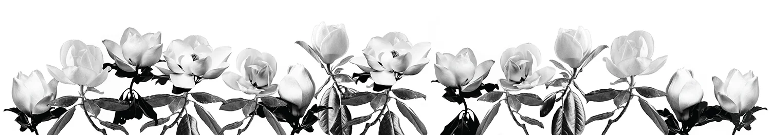 MagnoliaInstallationFull.jpg