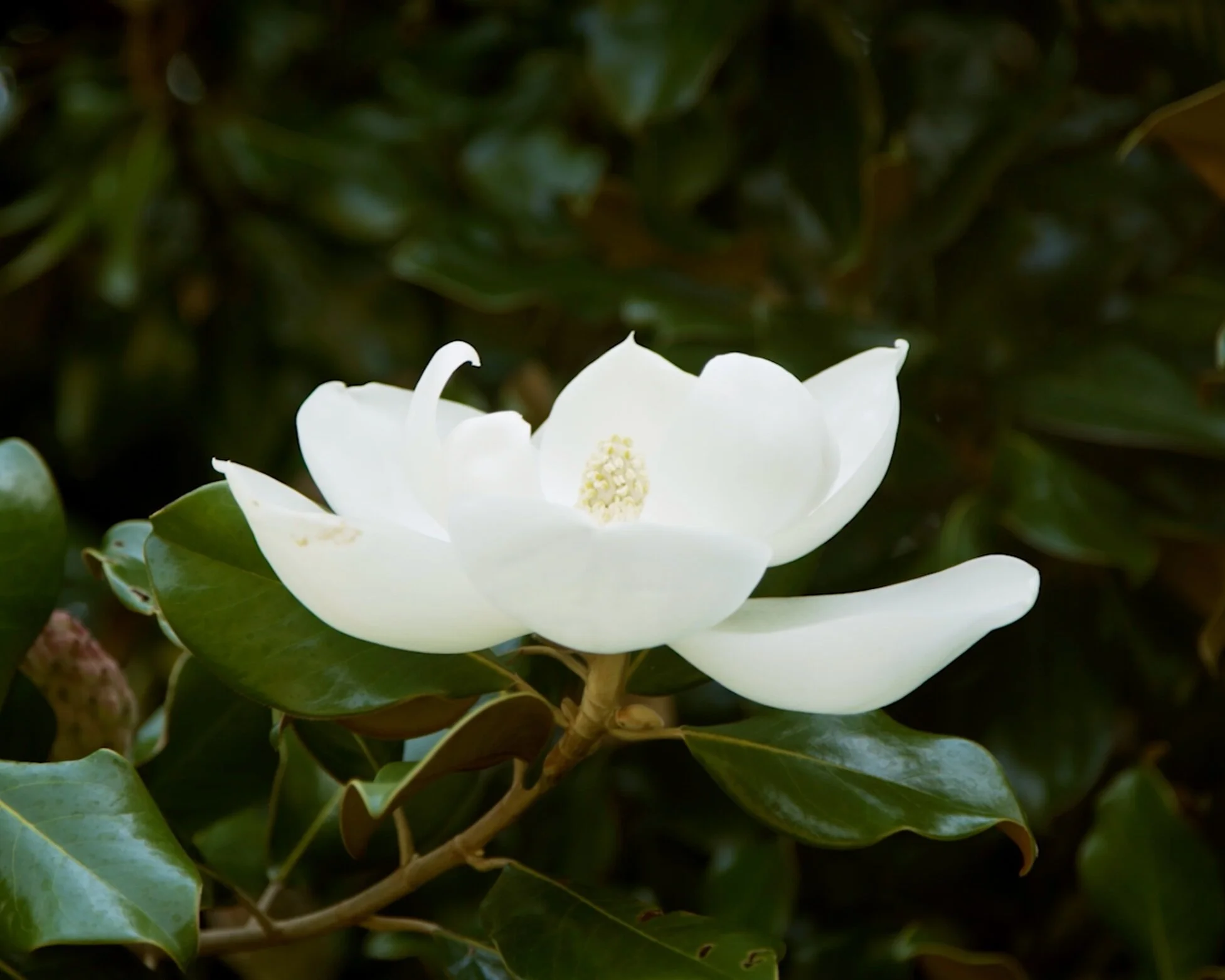 Commencement_FromTheForest_FinalCut