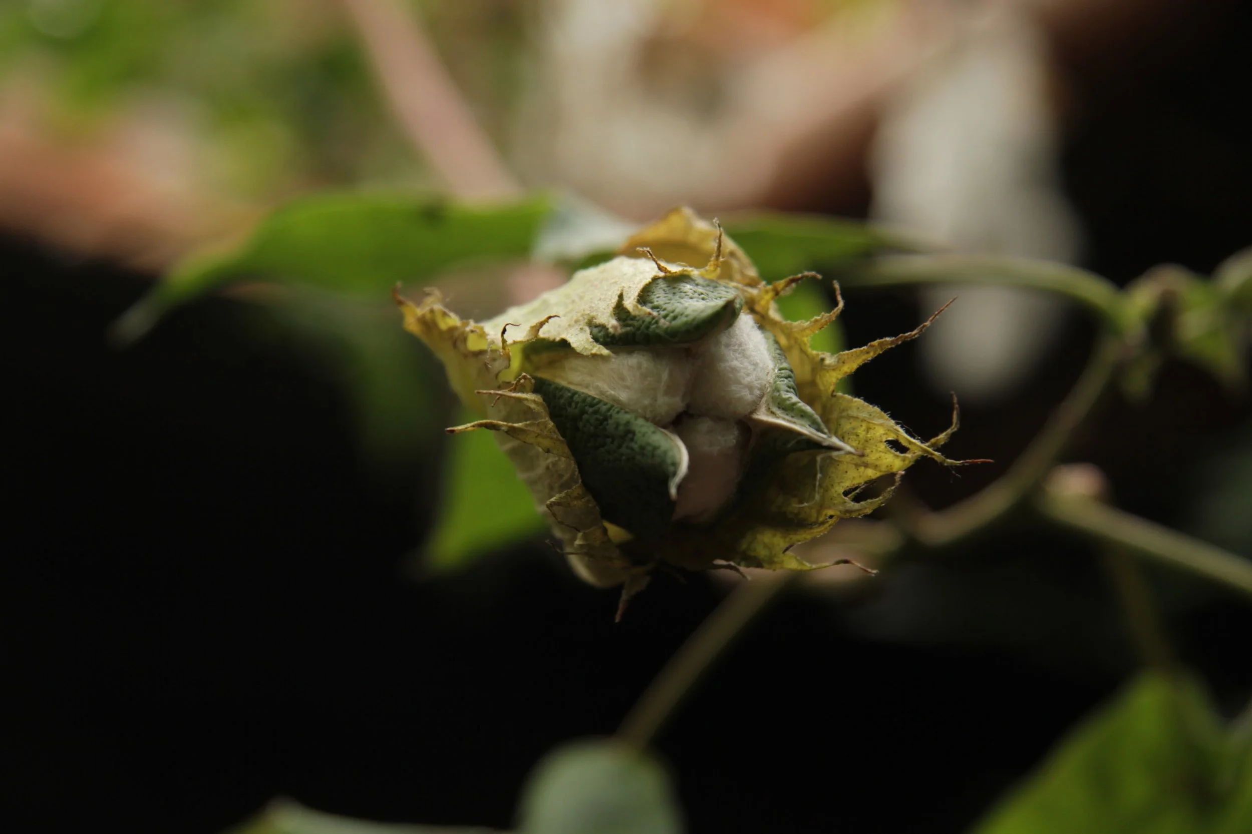 The women all grow their own organic cotton. Cotton grows in many varietals.