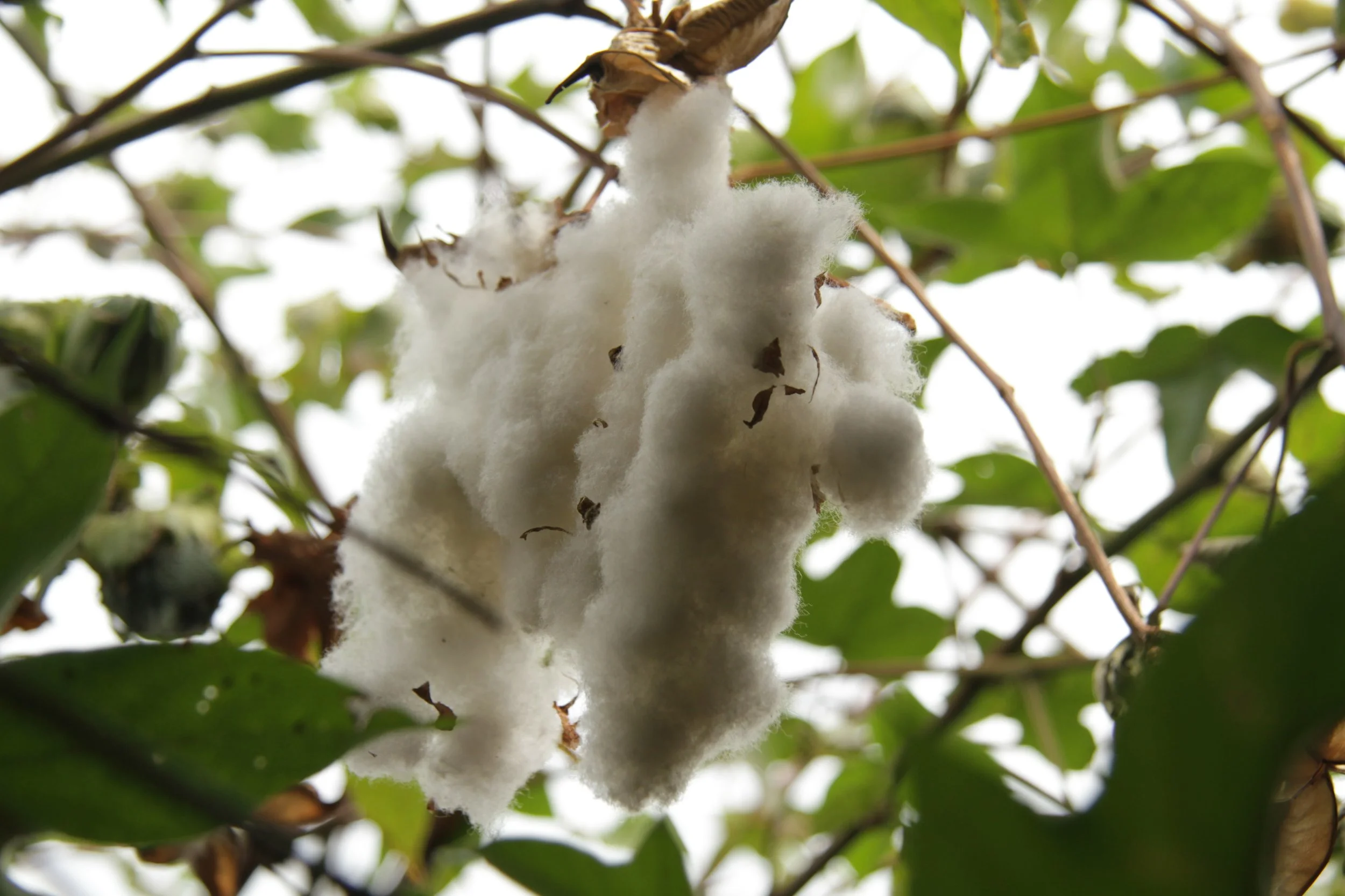 The most popular cotton for weaving and dying is white.