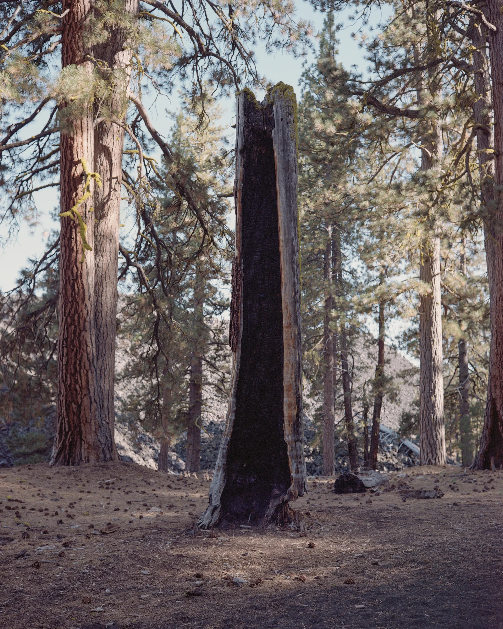 meet-california (10 sur 33).jpg