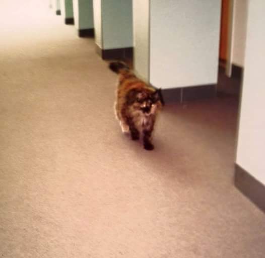 Prince's cat Paisley roaming the halls of Paisley Park. Photo provided by Bryan Black.