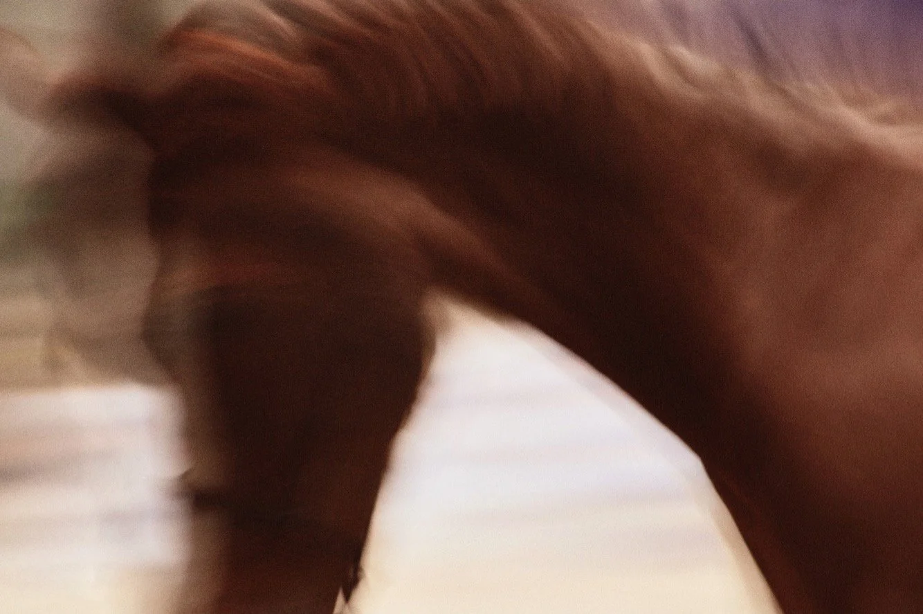 GALLOP - MARIJANA GLIGIC.JPG