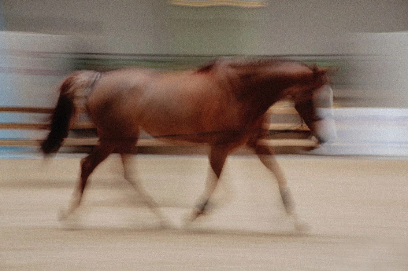 HORSE - MARIJANA GLIGIC.JPG