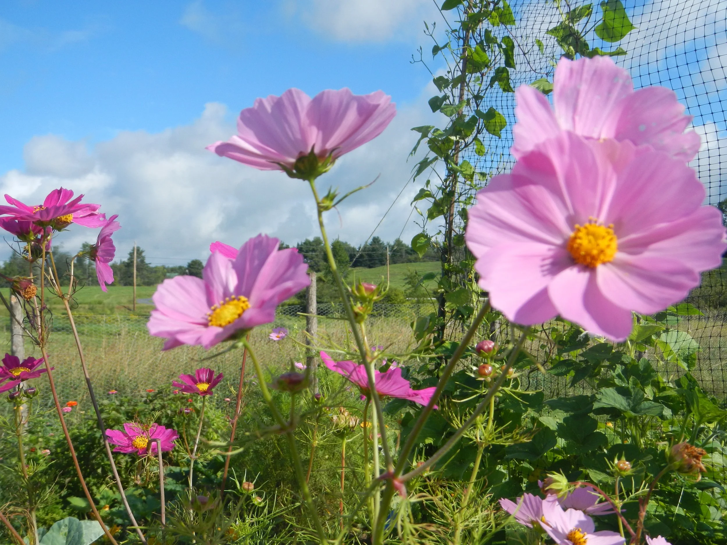 DSCN9056.jpg