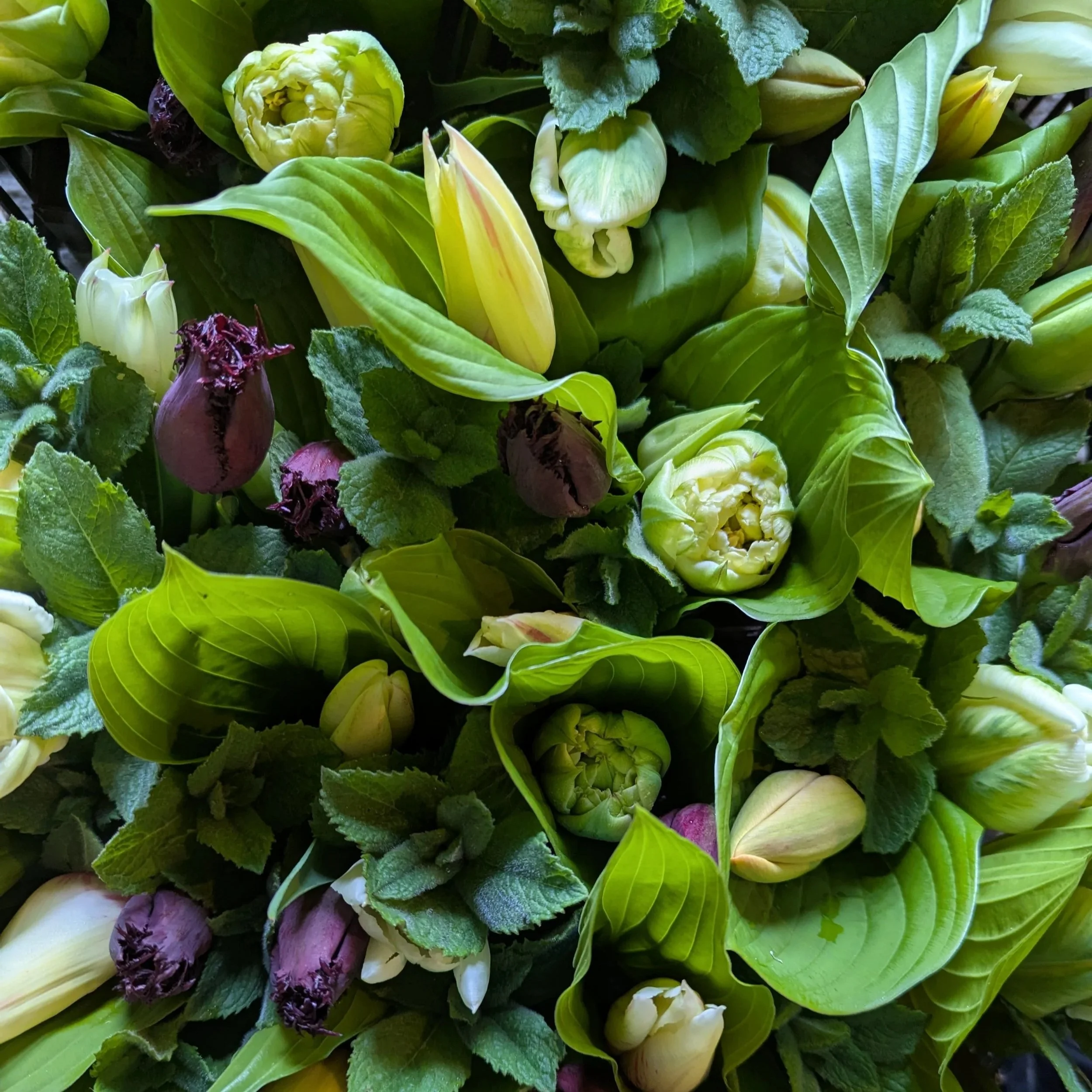 Spring Flower CSA Sign Ups