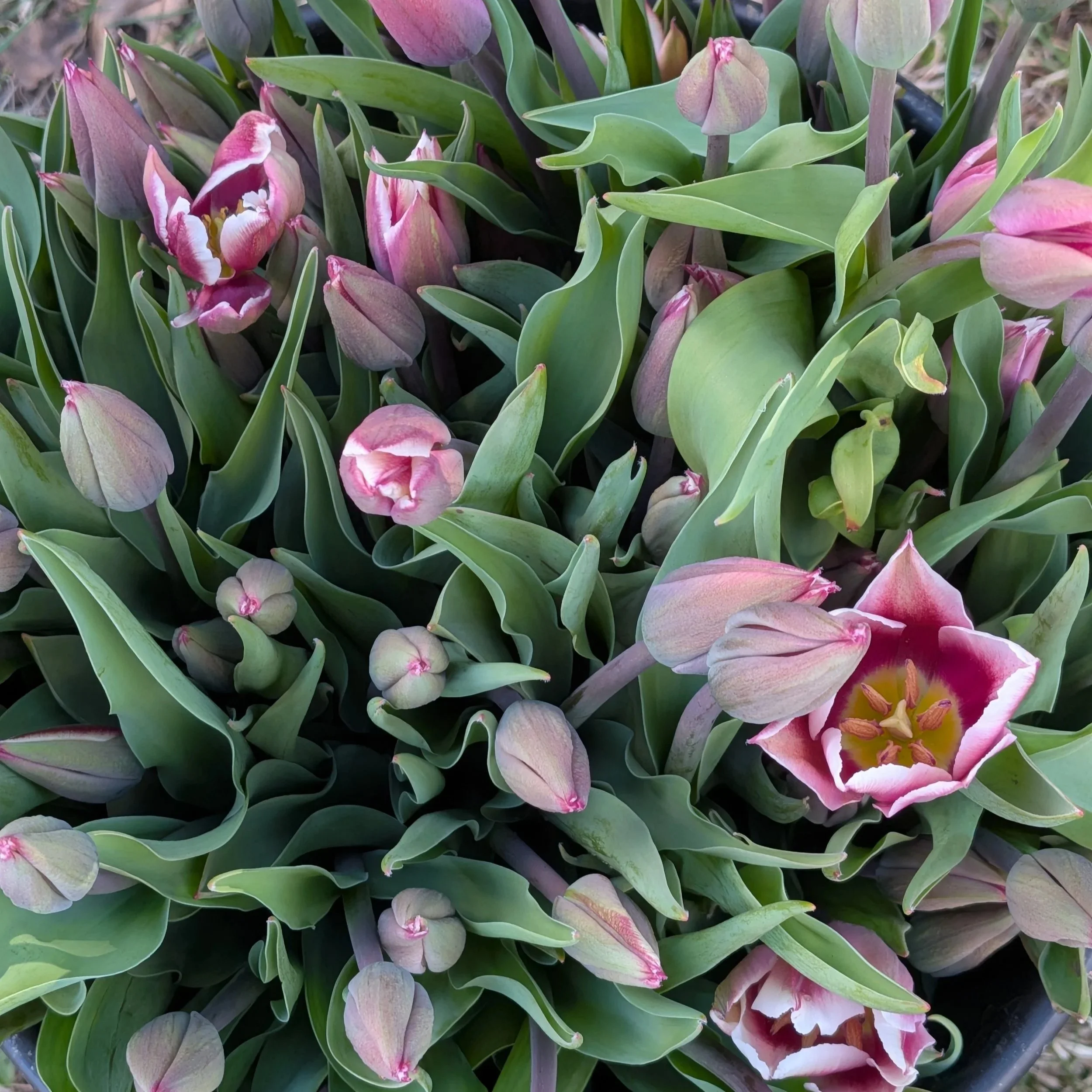 Mother's Day Tulip Pick Up 5/8