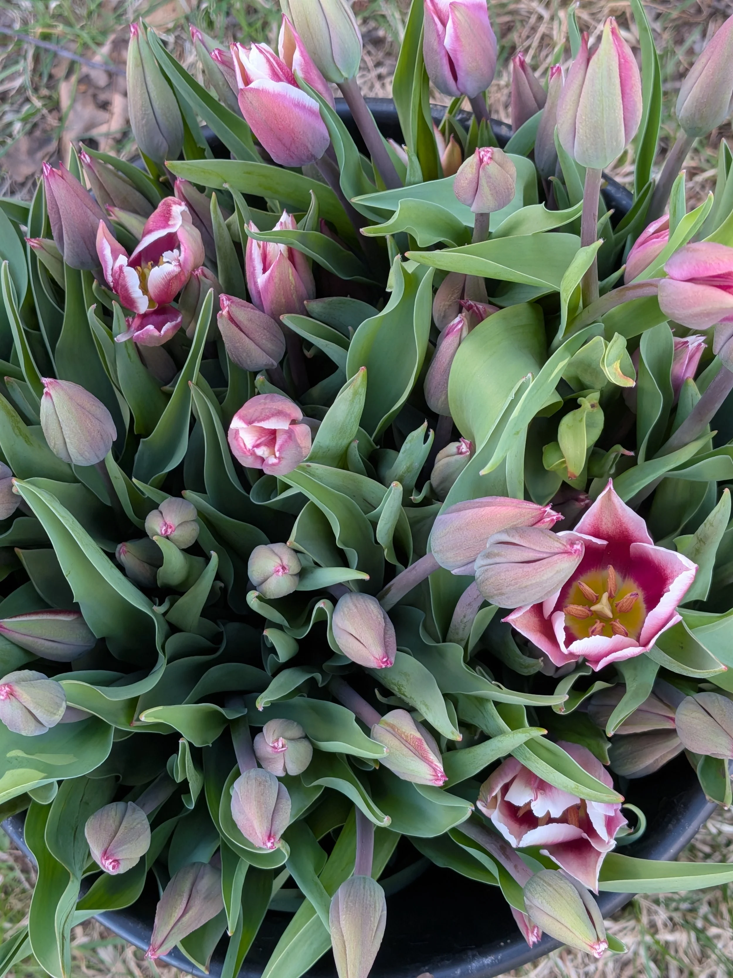 Mother's Day Tulip Bouquet Pre-Order
