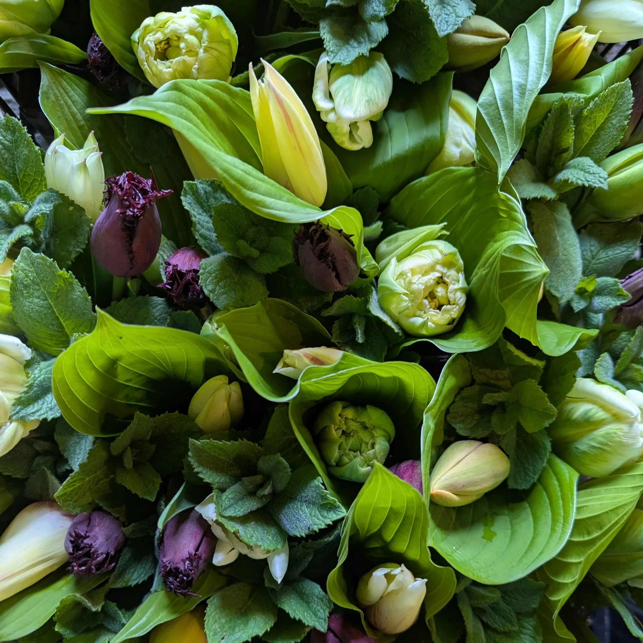 Spring Flower CSA