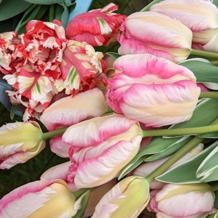 Tulip Deliveries 5/6