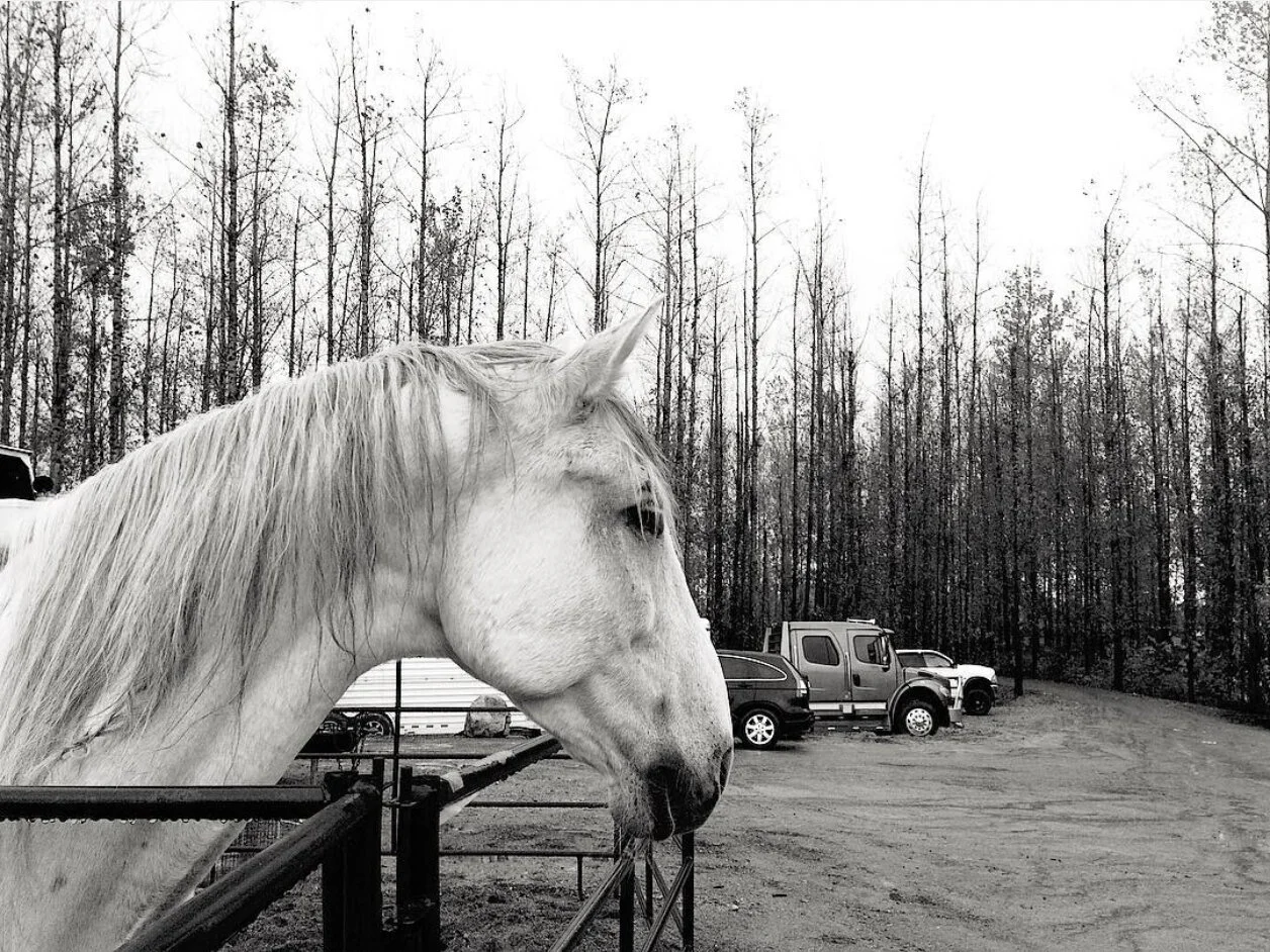 Aleks_Set_CrewParkingHorse.jpg