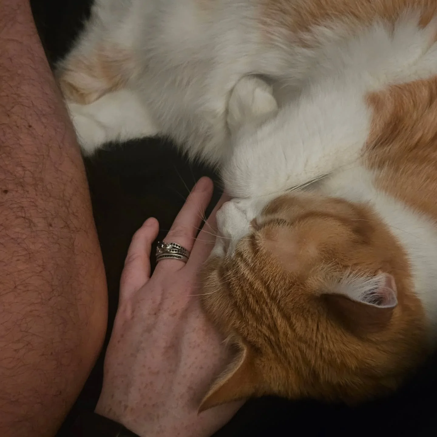 Jan has disappeared so fast, we didn't get any photos of us, so here's our fuzz butt snuggling. The shows have all been incredible this month. 

Namely our final show of Jan that took place yesterday at our favorite watering hole close to home @tripl