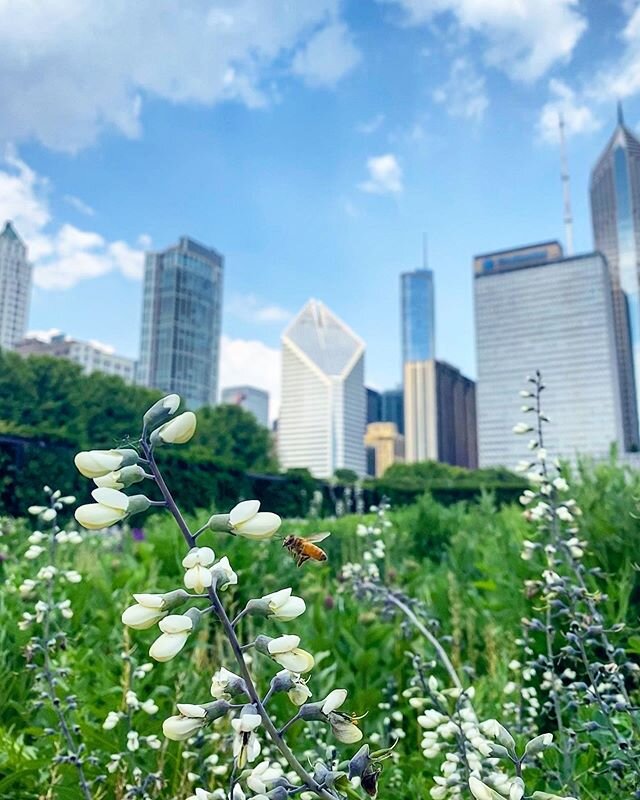 Loved the energy in downtown Chicago today in celebration of #Juneteenth. If this is the first time you&rsquo;re hearing about the holiday, I&rsquo;ve put a link in my bio and encourage you to take a moment to research and learn more ❤️ /// iPhone ph