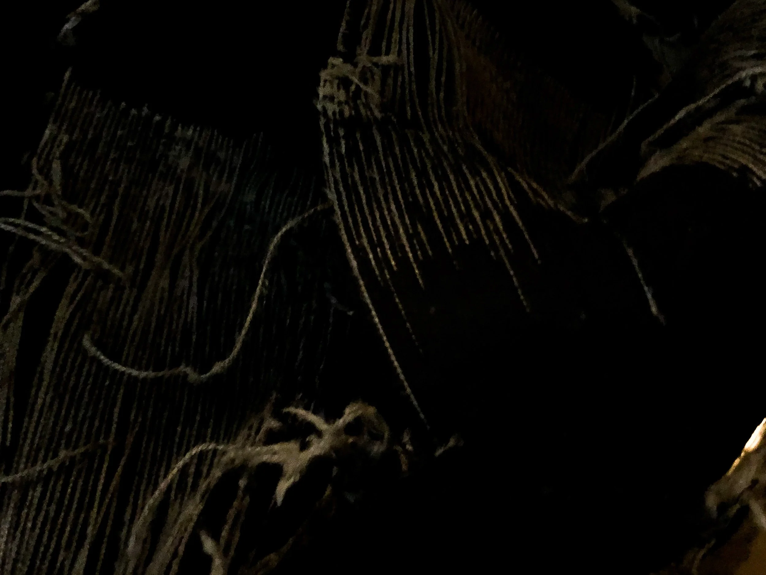 99DE3158-E8A6-4024-8E11-701A0AFE8A3D.jpeg
