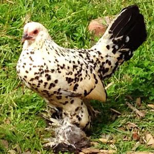 Booted Bantam