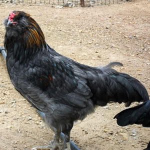 Olive Egger (Rooster)