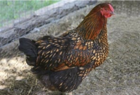 Gold Laced Wyandotte