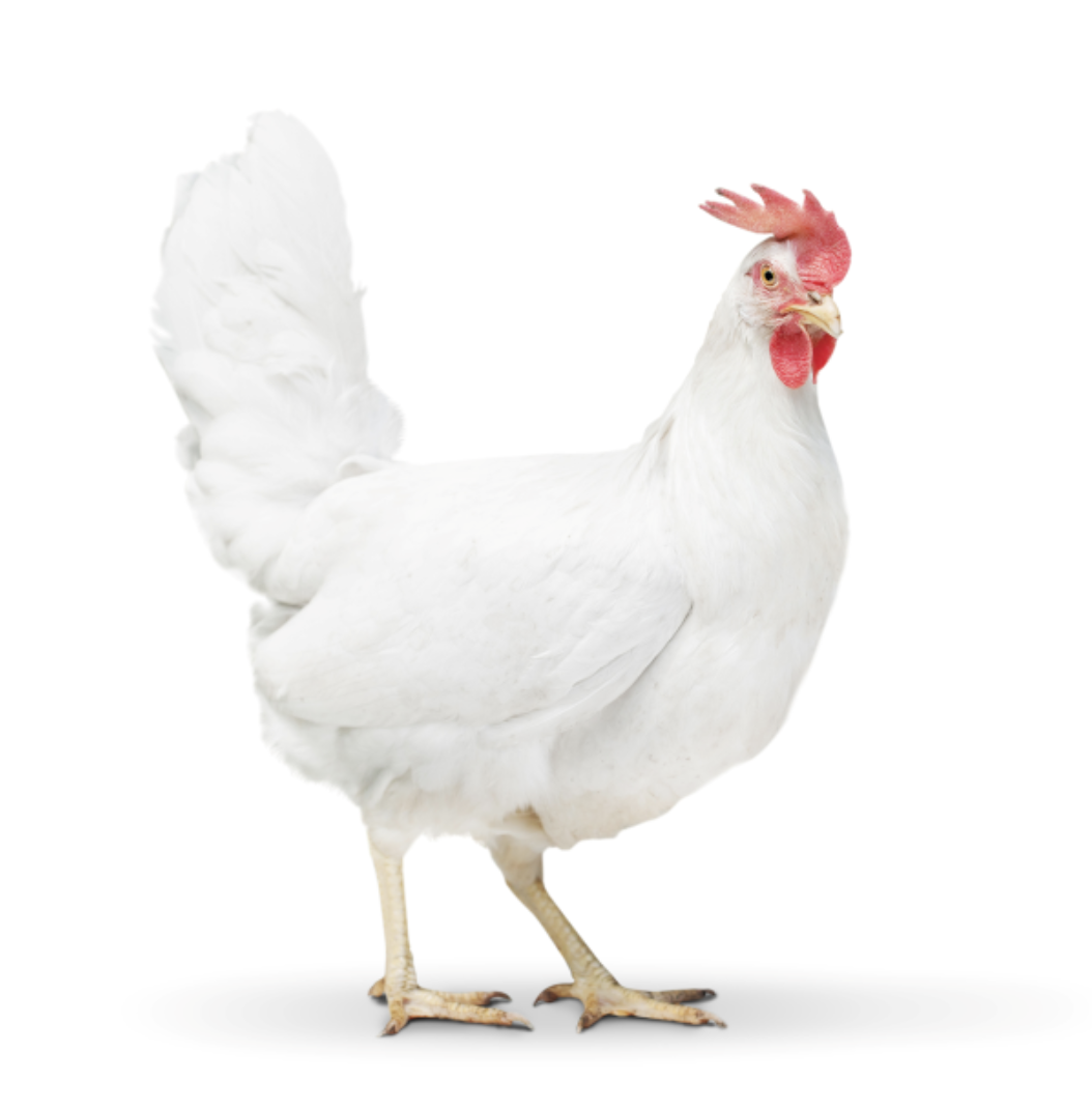 Pearl White Leghorn