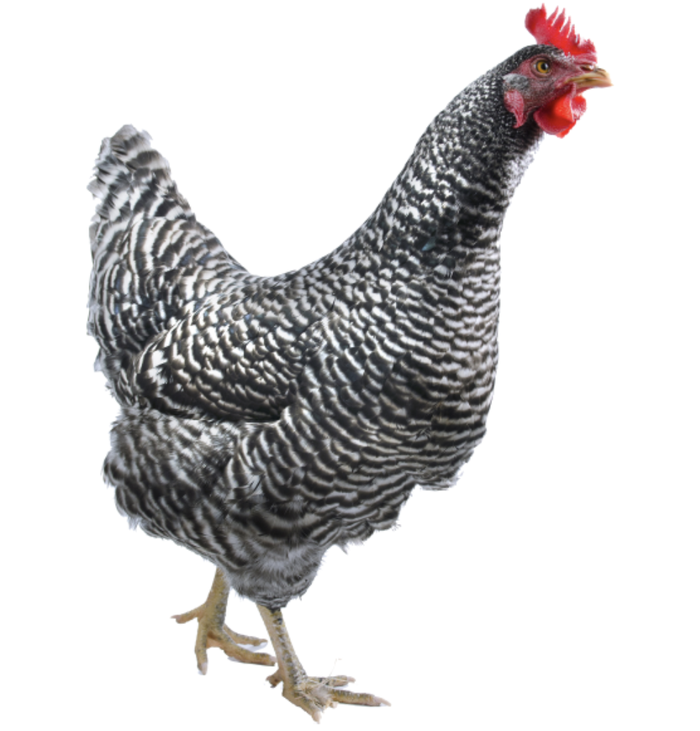 Barred Rock (Rooster)