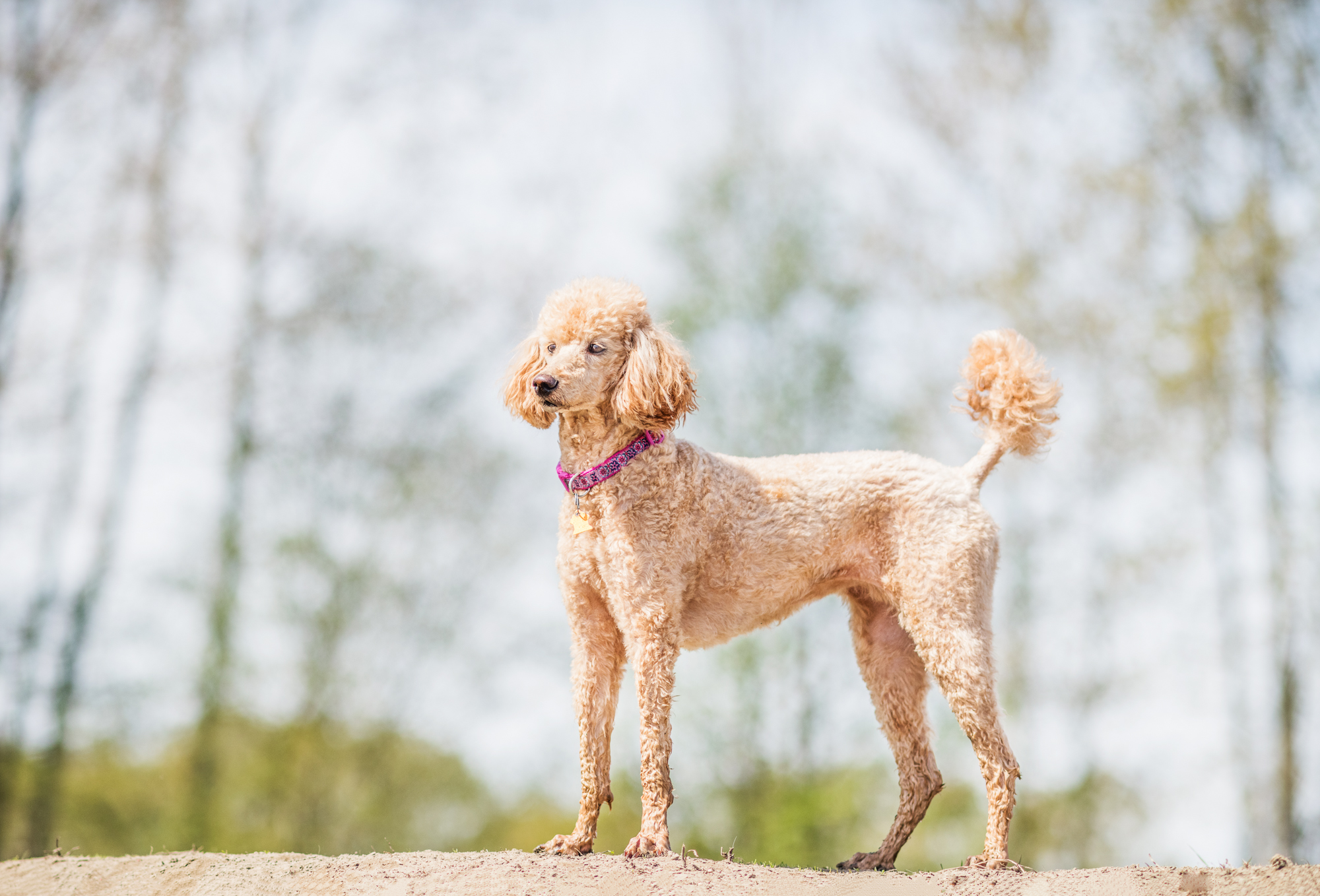 Coco is the queen of the park.