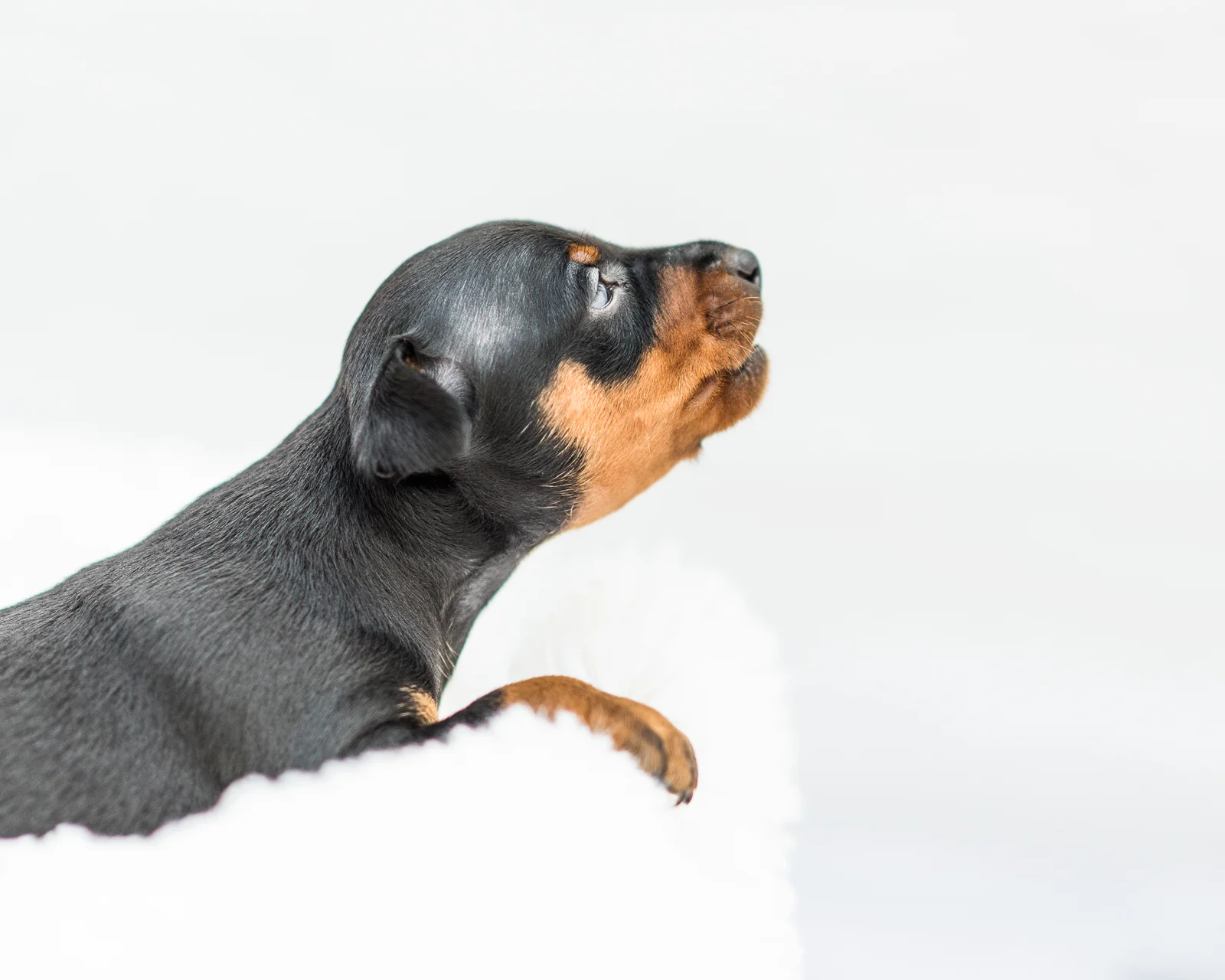 Puppies-04.jpg