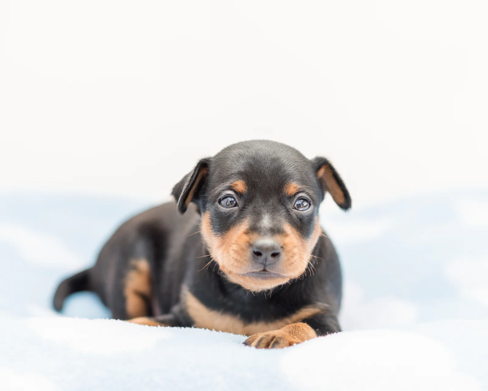 Puppies-06.jpg