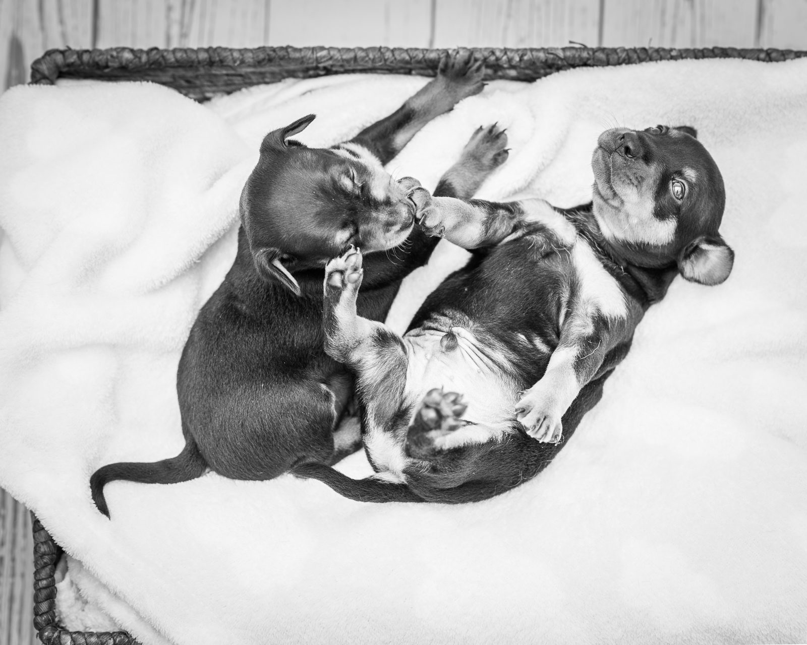 Puppies-10.jpg