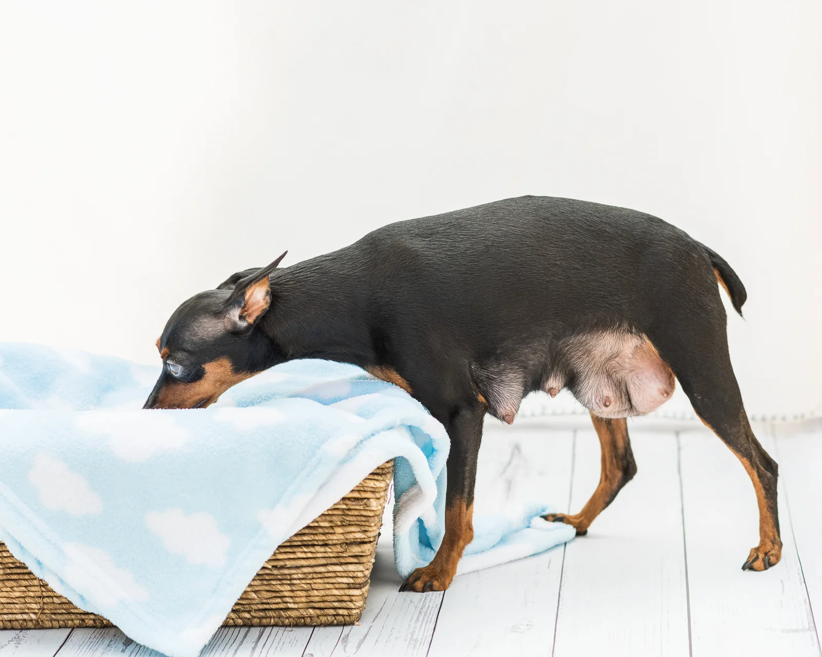 Puppies-14.jpg