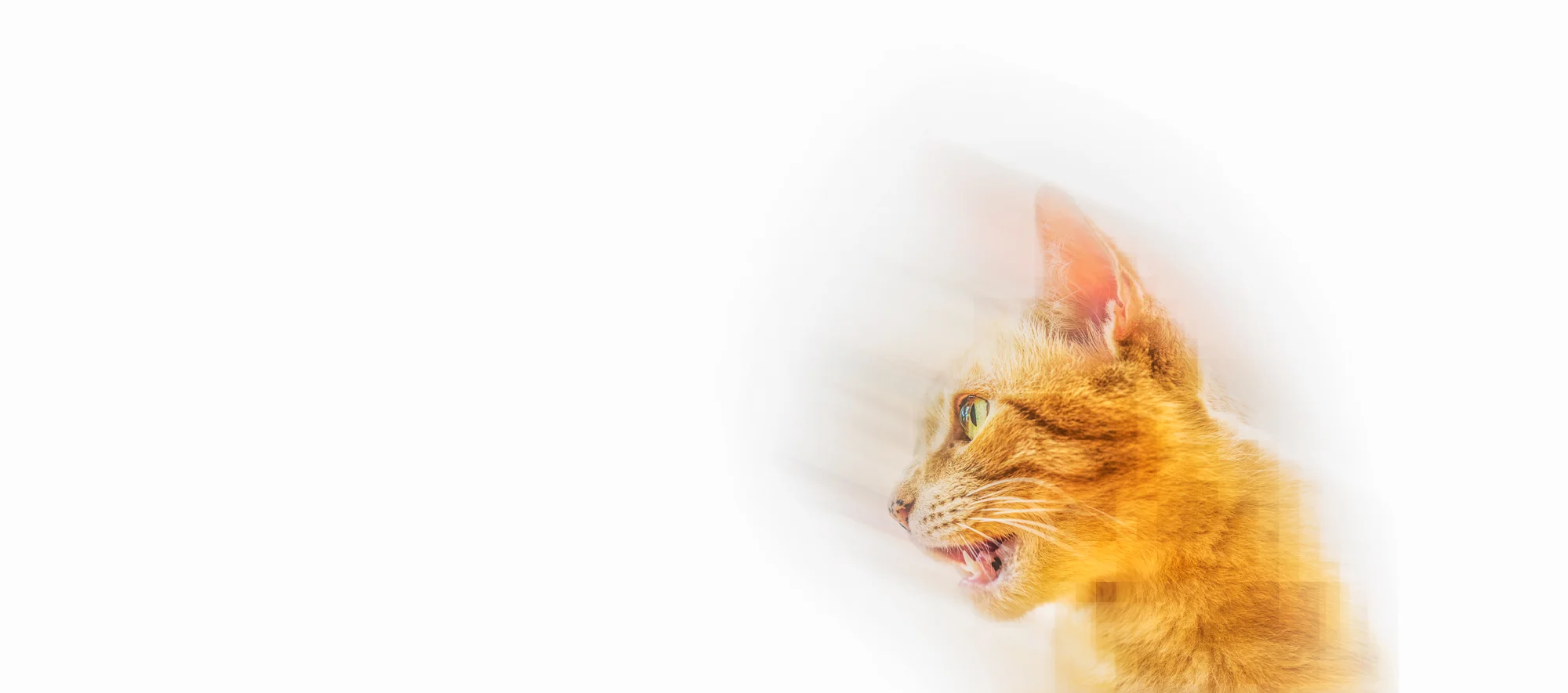 LlewyinBanner-01.jpg