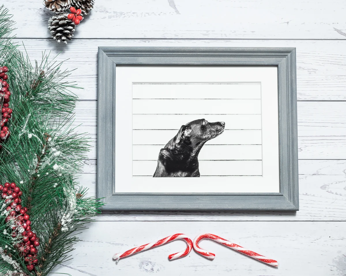 Holiday gift guide, gift certificates, and exclusive offers for end of 2019!