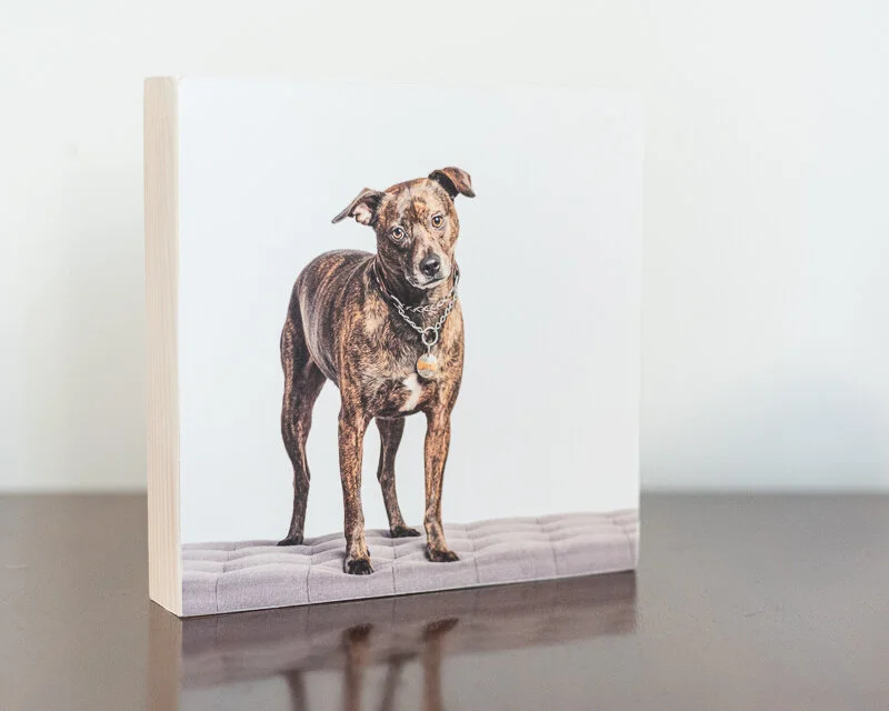 Limited edition studio express sessions for dogs!