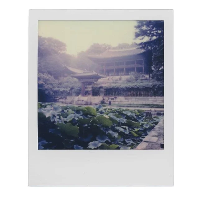 changdeokgung.
#polaroidoriginals #seoul #instantfilm #palace #changdeokgung #sx70 #secretgarden #lotus #polaroid