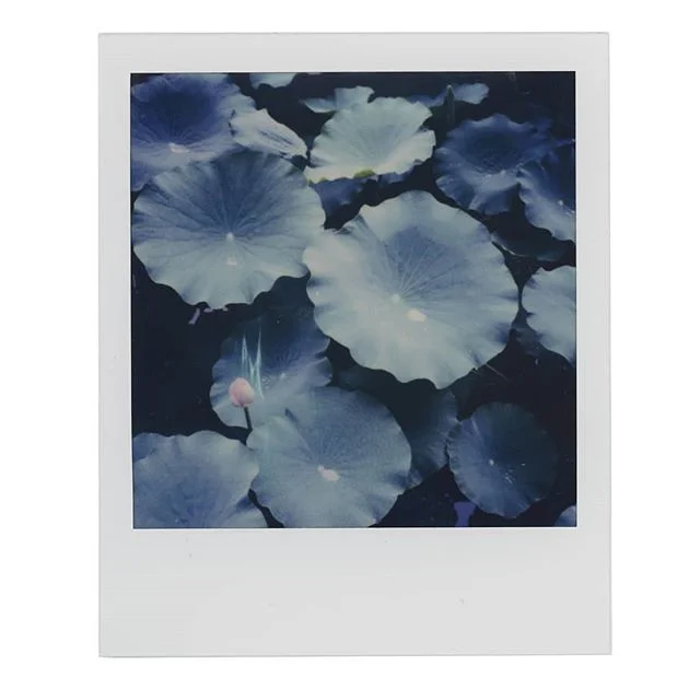 lotus.
#seoul #polaroid #sx70 #lotus #pond #korea #shootfilm #instantphotography #polaroidoriginals