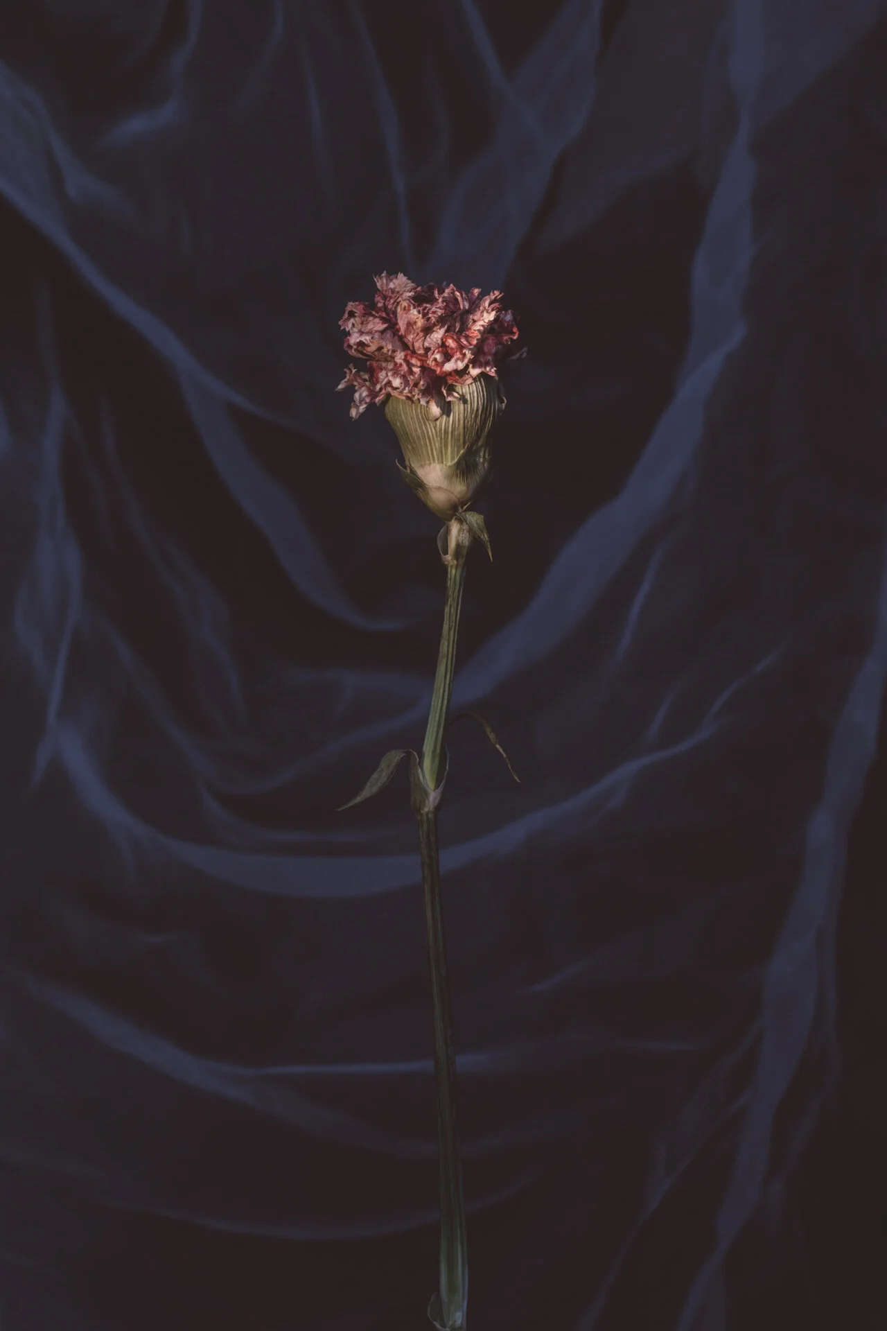 juliana-oh-photo-personal-flowers-8.jpg