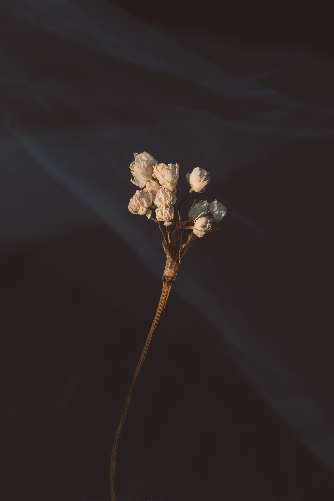 juliana-oh-photo-personal-flowers-2.jpg
