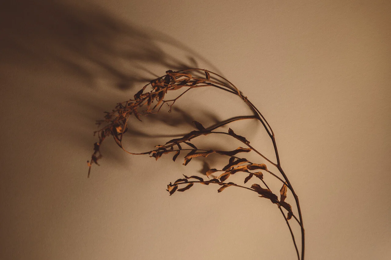 juliana-oh-photo-personal-flowers-ptii-2.JPG