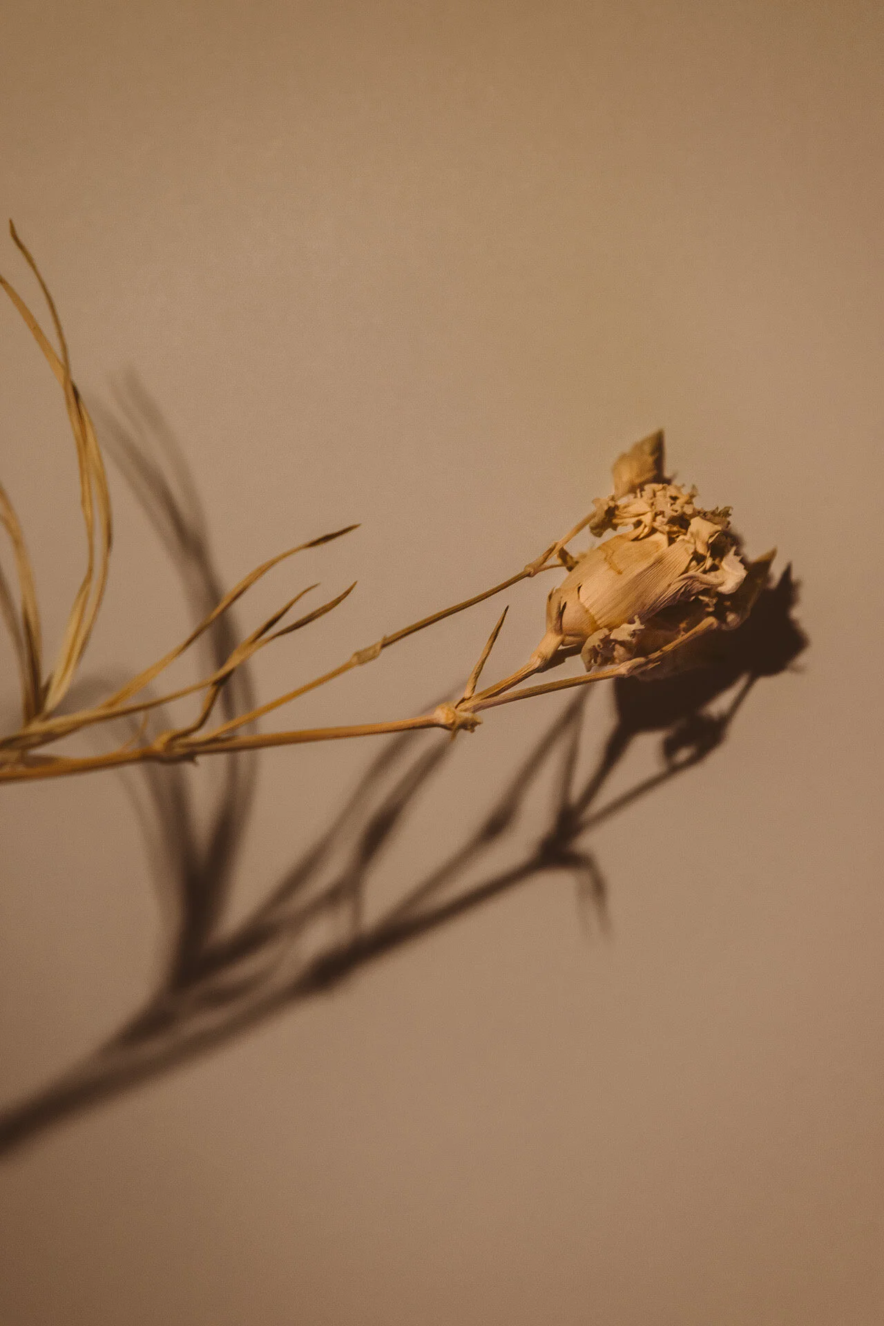 juliana-oh-photo-personal-flowers-ptii-3.JPG